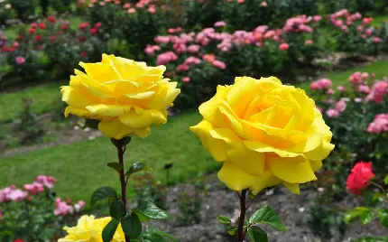 تازه ترین عکس استوک از گل رز زرد و طبیعی با کیفیت 8k
