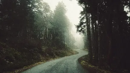 تصویر عجیب از جاده جنگلی متروک در هوای مه آلود