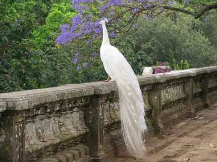 وکتوری بی‌ نظیر از طاووس سفید روی ایوان عمارت قدیمی و جنگل