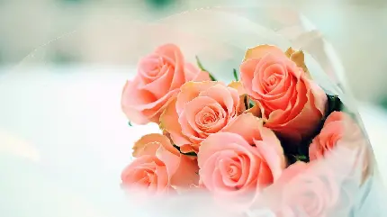دانلود بک گراند فوق العاده زیبا با طرح گل رز هلویی رنگ 