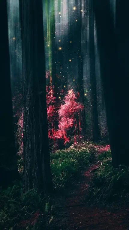 تصویر محبوب Full HD از درخت سرخ جادویی در جنگل 