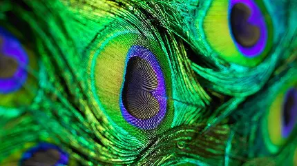 والپیپر جادویی پر خوشرنگ طاووس با عالی ترین کيفيت برای ویندوز  ۱۱