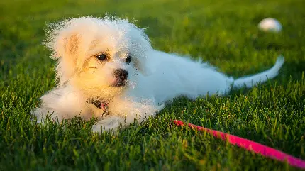 تصویر بامزه از سگ کوچولوی سفید در چمن زار