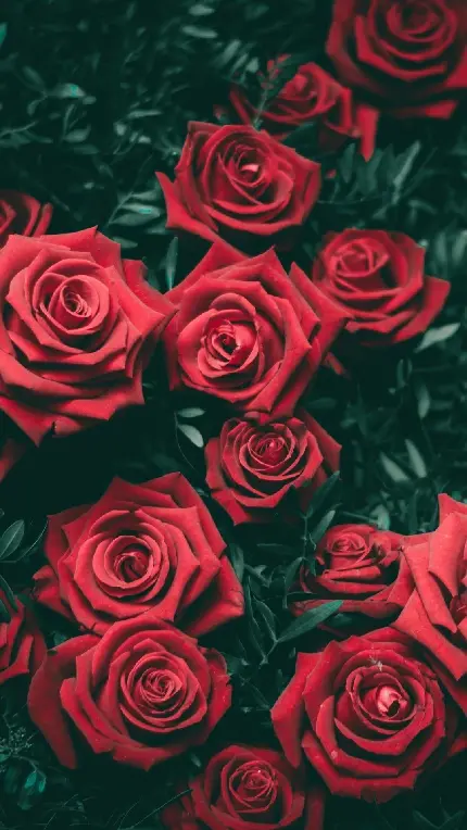 پربازدید ترین تصویر گل رز قرمز با کیفیت 8k برای بک گراند