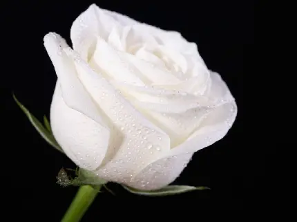 تصویر زمینە نچرال از گل رز سفید با قطرات ریز شبنم مناسب گوشی