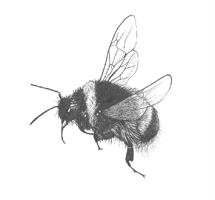 طراحی منحصر به فرد زنبور عسل با کیفیت عالی HD 
