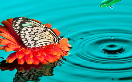 والپیپر درخشان از پروانه خوشگل روی گل نارنجی روی آب