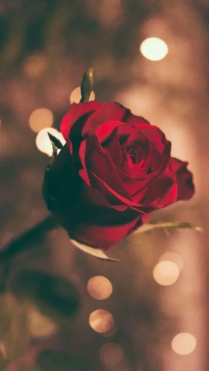 دانلود عکس گل رز قرمز مخملی برای پروفایل عاشقانه