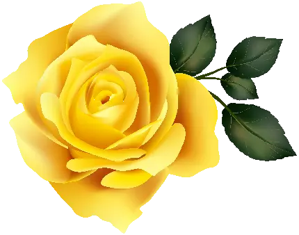 خوشگل ترین عکس گل رز زرد PNG برای اپلیکیشن PhotoShop 