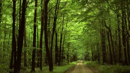 جاده درخشان در دل جنگل با تم سبز بسیار خوشرنگ 