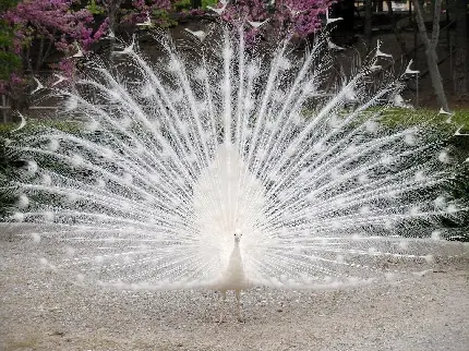 دانلود عکس استوک خیره کننده از پرهای سفید و تمیز طاووس سفید