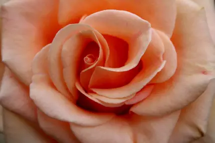 زیباترین عکس زمینه گل رز به رنگ هلویی برای لپتاپ 