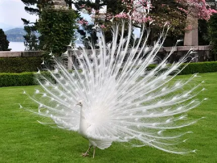 دانلود عکس پروفایل قشنگ از نمای چپ از پرهای طاووس سفید