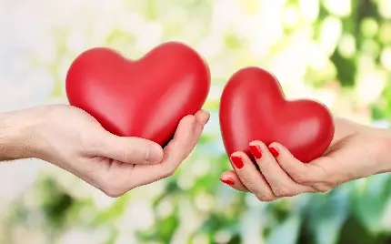 عکس عاشقانه دو قلب قرمز زیبا در دست برای چاپ روی تخته شاسی