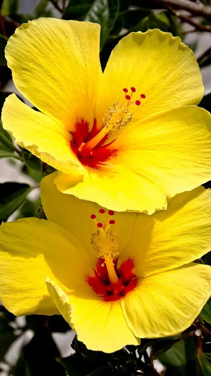 تصویر گل ختمی زرد خوشرنگ برای علاقه مندان به این رنگ شاد 
