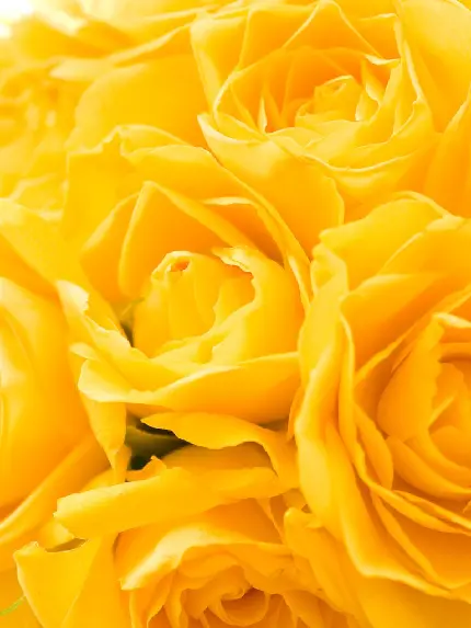 والپیپر زیبا و شگفت انگیز از گل رز زرد با کیفیت Full HD 