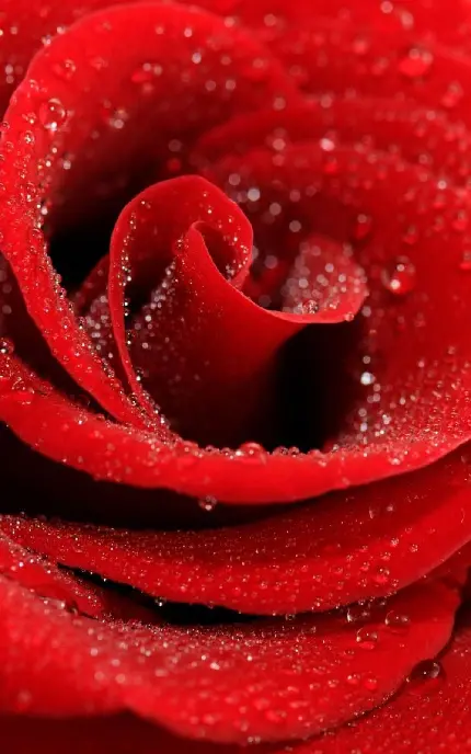 عکس پروفایل خاص و جذاب از گل رز قرمز خوش رنگ