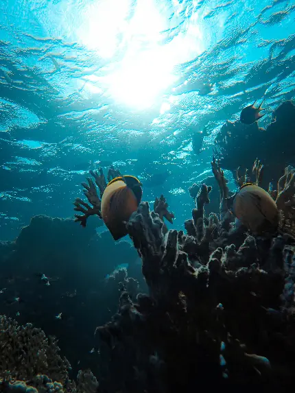 والپیپر ماهی زنده زیر نور خورشید تابیده شده به درون اقیانوس