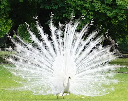 تصویر زمینە ی دلفریب باکیفیت عالی از طاووس سفید در کنار درختان
