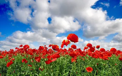 دانلود تصویر زمینە باعظمت از گل‌های بیشمار شقایق قرمز رنگ وحشی و آسمان آبی رنگ ابر پنبەای