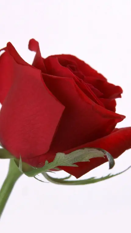 دانلود عکس گل رز به رنگ قرمز با زمینه سفید و کیفیت 8K
