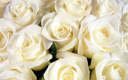 عکس زمینە جذاب از گل‌های رز سفید باکیفیت درجە‌ یک