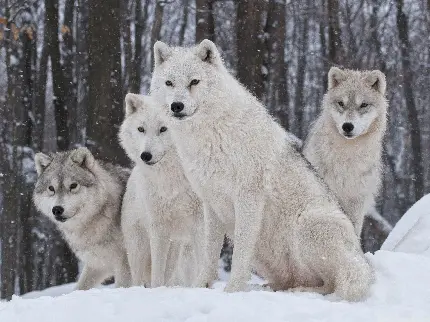 پوستر خوشگل با طرح گرگ های سفید جذاب با نگاه نافذ 