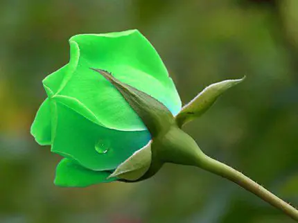 عکس گل رز جوان سبز رنگ تازە شکفتە شدە باکیفیت اچ دی مناسب تبلت