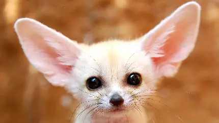 پس زمینه شیرین از روباه سفید قطبی از نوع گوش خفاشی