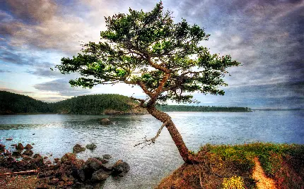 پربازدید ترین عکس پروفایل 8K از درخت تنها در نزدیکی آب