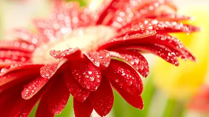 تصویر شگفت انگیز از گلبرگ های قرمز رنگ گل معروف 
