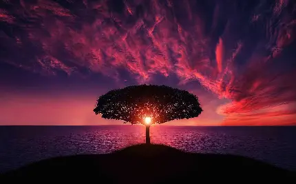 تصویر زمینه رویایی از درخت در امتداد غروب سرخ آفتاب