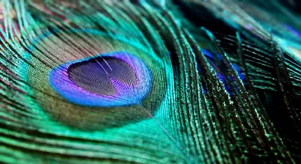 بک گراند شاهکار پر طاووس با رنگ سبزآبی زیبا برای لپتاپ 