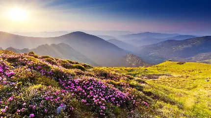 عکس جالب از بوته گل کوهی در امتداد نور خورشید 1401
