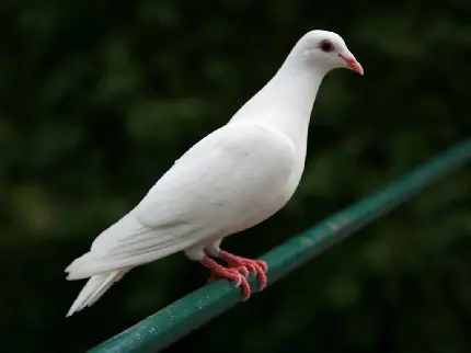 دانلود تصویر زمینه ی کبوتر سفید لاغر روی میله ی آهنی سبز رنگ
