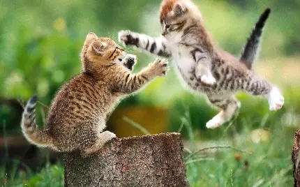 زمینه بانمک از دعوای بین دو گربه خوشگل با کیفیت 8k