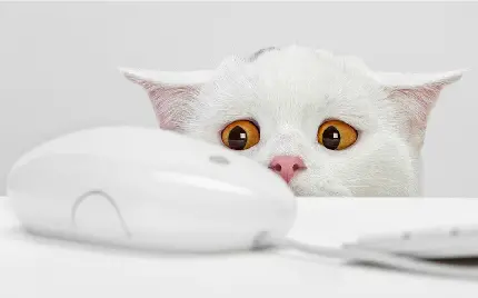 عکس خنده دار از گربه سفید بامزه و ملوس برای پروفایل بانمک