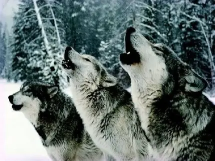 نمای جالب از زوزه گرگ های وحشی در جنگل برفی 2022