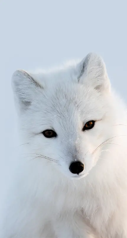 عکس زمینه کیفیت بالا از روباه سفید قطبی 
