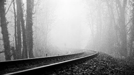 نمای دیدنی از ریل قطار در دل جنگل مه آلود سیاه سفید 