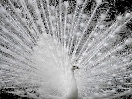 برترین عکس از طاووس سفید با بال و پر گشوده‌ و وسیع برای واتساپ