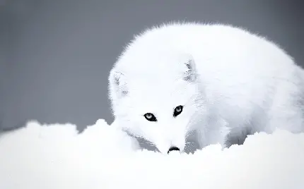 وکتور دلنشین روباه سفید افسردە در هوای برفی