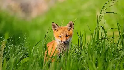 عکس زمینه قشنگ از روباه کوچک در علفزار سرسبز مناسب لپ تاب