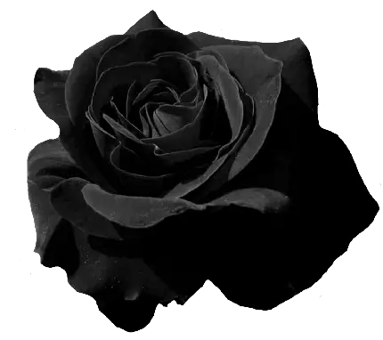 عکس ساده و شیک با طرح گل مشکی برای تسلیت مجازی