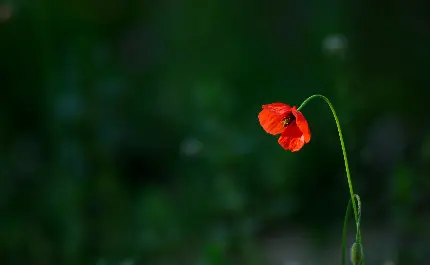 عکس استوک غمگینانە از گل تنهای شقایق قرمز رنگ وحشی باکیفیت بالا