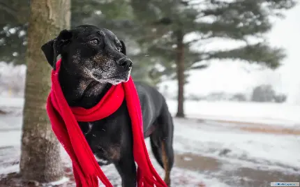 نمای جالب از سگ سیاه با شال گردن قرمز در هوای سرد 