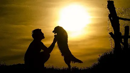 پربازدید ترین عکس پست اینستاگرام با طرح دوستی انسان و سگ