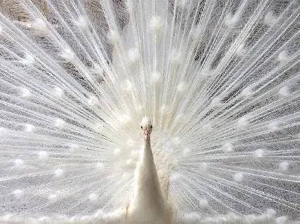 جدیدترین عکس از نمای جلو از پرهای باز طاووس سفید خاص تلگرام