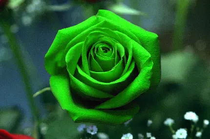 دانلود تصویر درخشان گل رز سبز رنگ خوشگل