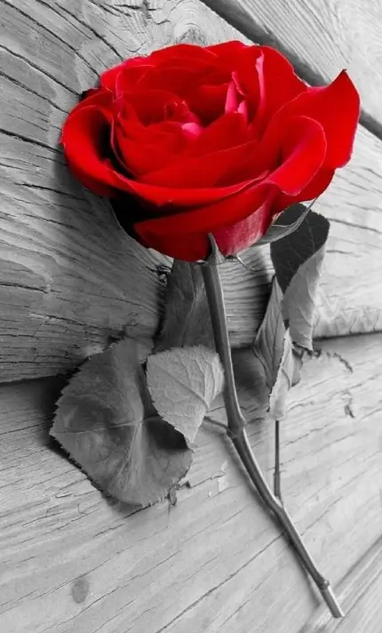 عکس شاخه گل رز قرمز طبیعی برای والپیپر گوشی